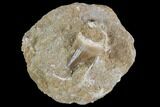 Mosasaur (Prognathodon) Tooth In Rock #96148-1